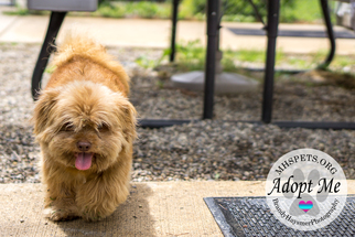 Shiranian Dogs for adoption in Lake City, MI, USA
