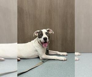 American Pit Bull Terrier-Labrador Retriever Mix Dogs for adoption in Baytown, TX, USA