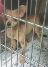 Chihuahua-Unknown Mix Dogs for adoption in Lake Jackson, TX, USA