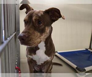 Mutt Dogs for adoption in Bakersfield, CA, USA