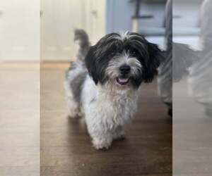 Shih Tzu-Unknown Mix Dogs for adoption in Greenville, SC, USA