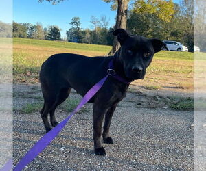 Medium Photo #7 Labrador Retriever-Unknown Mix Puppy For Sale in Ridgefield, CT, USA