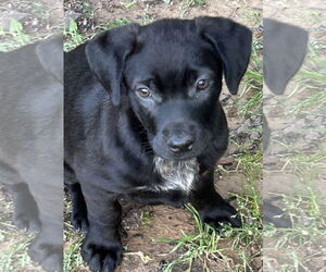 Labrador Retriever-Unknown Mix Dogs for adoption in Rockaway, NJ, USA