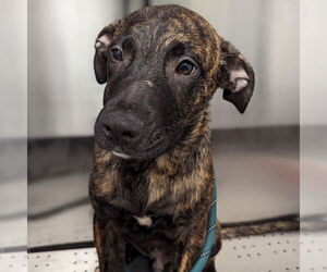 Mastiff Dogs for adoption in Rohnert Park, CA, USA