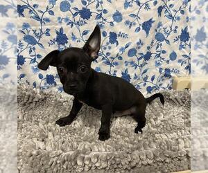 Chihuahua-Unknown Mix Dogs for adoption in Modesto, CA, USA