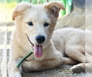 Shiba Inu Dogs for adoption in Palo Alto, CA, USA