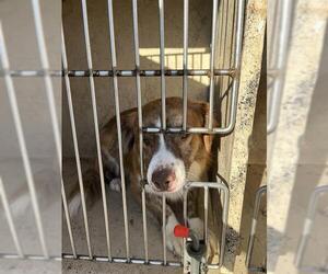 Border Collie-Unknown Mix Dogs for adoption in Oklahoma City, OK, USA