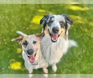 Australian Shepherd Dogs for adoption in Tracy, CA, USA