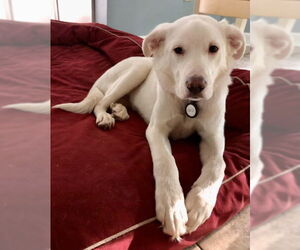 Labrador Retriever-Unknown Mix Dogs for adoption in Enfield, CT, USA