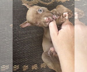 Bullboxer Pit Dogs for adoption in OKLAHOMA CITY, OK, USA