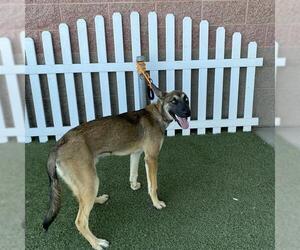 Siberian Husky-Unknown Mix Dogs for adoption in Modesto, CA, USA