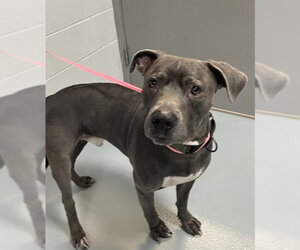 American Pit Bull Terrier Dogs for adoption in St. Cloud, FL, USA