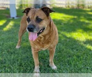 Boxer-German Shepherd Dog Mix Dogs for adoption in San Clemente, CA, USA