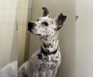 Dalmatian Dogs for adoption in Park Falls, WI, USA