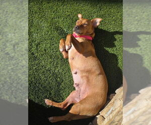 Chihuahua-Unknown Mix Dogs for adoption in San Diego, CA, USA