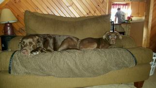 Mutt Dogs for adoption in Lewistown, PA, USA