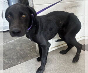 Labrador Retriever-Unknown Mix Dogs for adoption in San Bernardino, CA, USA