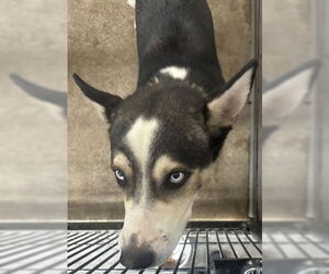 Siberian Husky Dogs for adoption in San Bernardino, CA, USA
