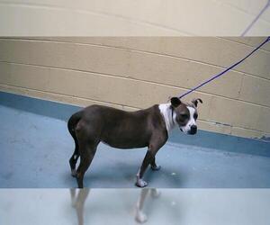 American Pit Bull Terrier-Unknown Mix Dogs for adoption in Tulsa, OK, USA