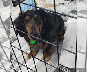 Dachshund Dogs for adoption in Mukwonago, WI, USA