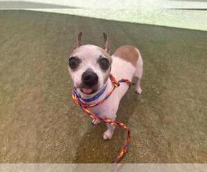 Chihuahua-Unknown Mix Dogs for adoption in Las Vegas, NV, USA