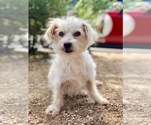 Maltese Dogs for adoption in PIPE CREEK, TX, USA