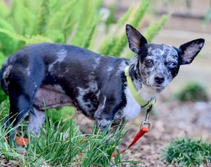 Chiweenie Dogs for adoption in Marina Del Rey, CA, USA