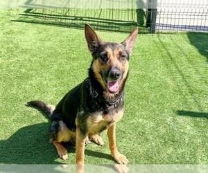 German Shepherd Dog Dogs for adoption in Orange, CA, USA