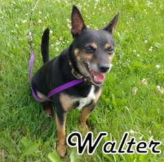 Miniature Pinscher Dogs for adoption in Tremont, IL, USA