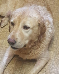 Labrador Retriever Dogs for adoption in Thomasville, NC, USA