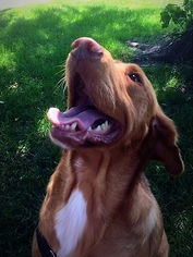 Labrador Retriever Dogs for adoption in Lincoln, NE, USA