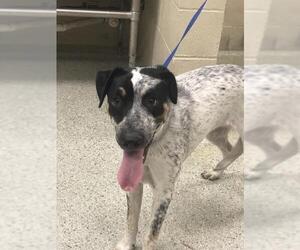 Labrador Retriever-Unknown Mix Dogs for adoption in Conroe, TX, USA