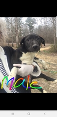 Lab-Pointer Dogs for adoption in Newark, DE, USA