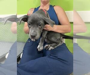 Blue Lacy Dogs for adoption in Louisville, KY, USA
