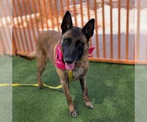 Mutt Dogs for adoption in Las Vegas, NV, USA
