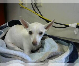 Chihuahua-Unknown Mix Dogs for adoption in Sacramento, CA, USA