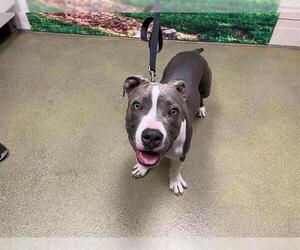 American Pit Bull Terrier-Unknown Mix Dogs for adoption in Moreno Valley, CA, USA