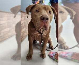 American Pit Bull Terrier Dogs for adoption in Temple, TX, USA