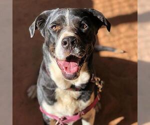 Borador Dogs for adoption in Kanab, UT, USA