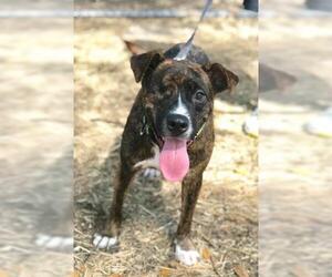 Catahoula Leopard Dog Dogs for adoption in Freeport, FL, USA