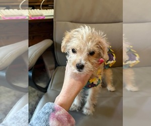 Papastzu Dogs for adoption in Mechanicsburg, PA, USA