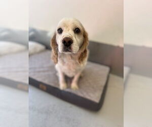 Cocker Spaniel Dogs for adoption in Studio City, CA, USA