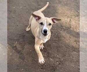 Chiweenie Dogs for adoption in Modesto, CA, USA