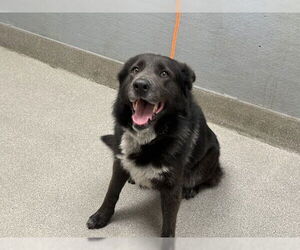 German Shepherd Dog-Unknown Mix Dogs for adoption in Las Vegas, NV, USA