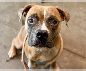 American Bulldog-Unknown Mix Dogs for adoption in Tavares, FL, USA