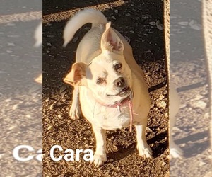 Chihuahua Dogs for adoption in Pipe Creek, TX, USA