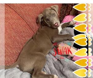 American Staffordshire Terrier-Weimaraner Mix Dogs for adoption in Irving, TX, USA