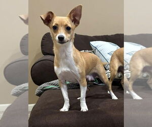 Chihuahua-Unknown Mix Dogs for adoption in Plymouth, MN, USA