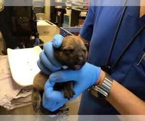 Mutt Dogs for adoption in Riverside, CA, USA