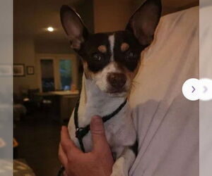 Chihuahua Dogs for adoption in Tracy, CA, USA